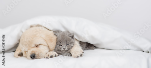 Cozy Golden retriever puppy hugs gray kitten. Pets sleep together under white warm blanket on a bed at home. Empty space for text © Ermolaev Alexandr