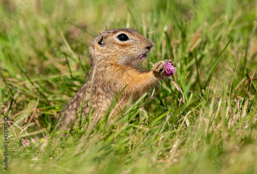Spermophilus suslicus Suseł perełkowany Speckled ground squirrel