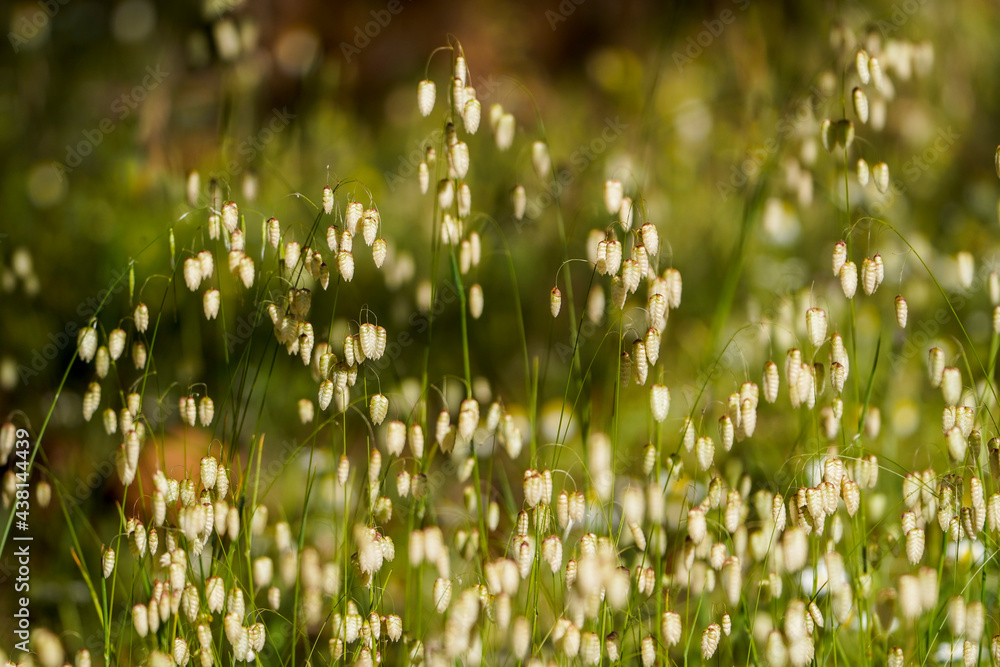 Fototapeta premium Briza maxima, quaking grass, Spain. 