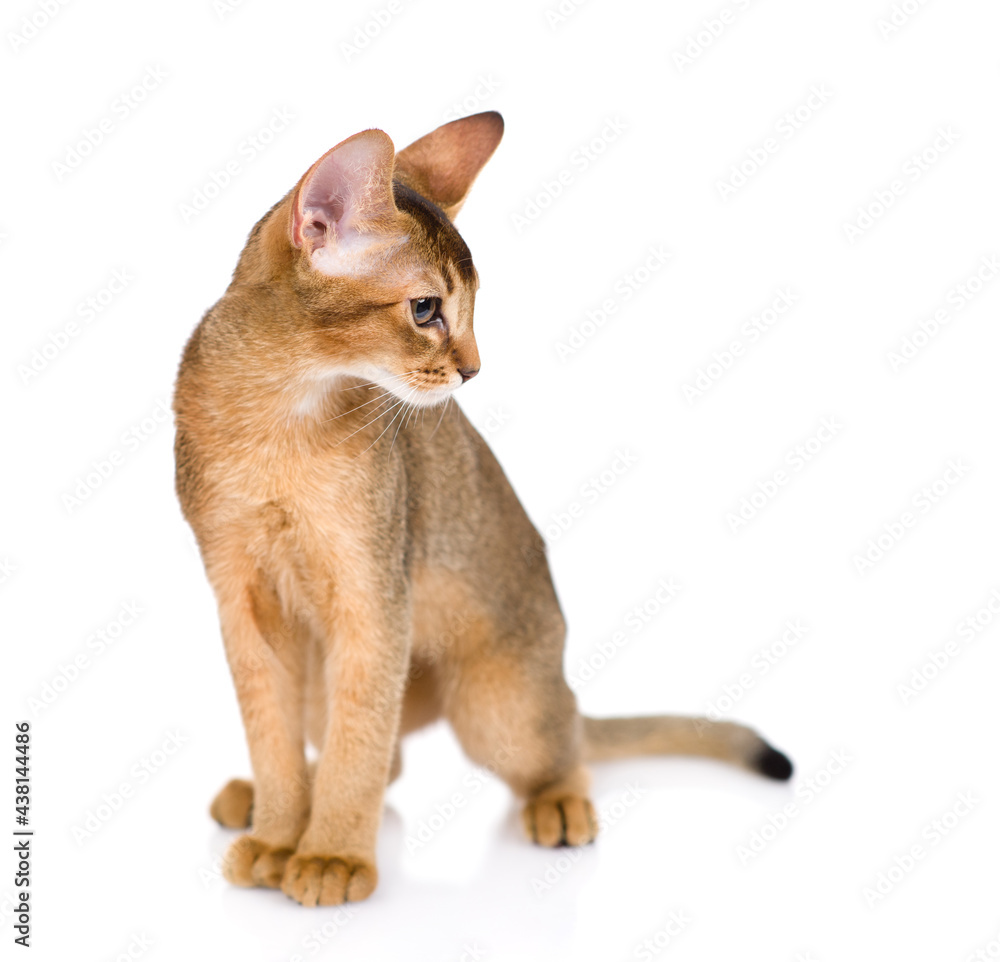 Young abyssinian young cat sits and looks away. Isolated on white background