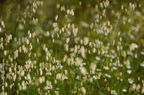 Briza maxima  quaking grass  Spain. 