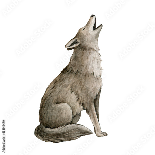 Fototapet Howling wolf watercolor illustration