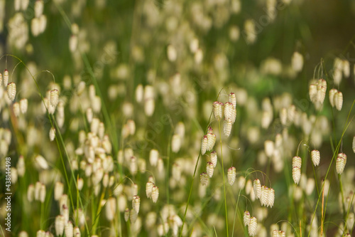 Foto Briza maxima, quaking grass, Spain.