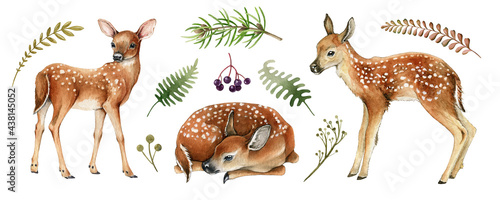 Forest deers. Beautiful fawn image. Watercolor bambi illustration. Wild young deer animal with white back spots, fern, grass elements. Forest and park wildlife animal set on white background photo