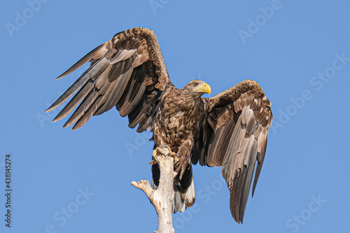White-tailed eagle - Codalb - Haliaeetus albicilla photo