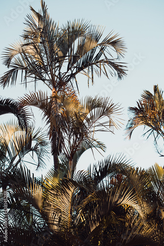 palm tree in the sun