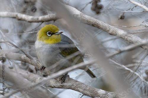 Silver-eye bird. Zosterops lateralis