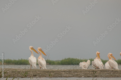 Great white pelicans - Pelicani comuni - Pelecanus onocrotalus photo