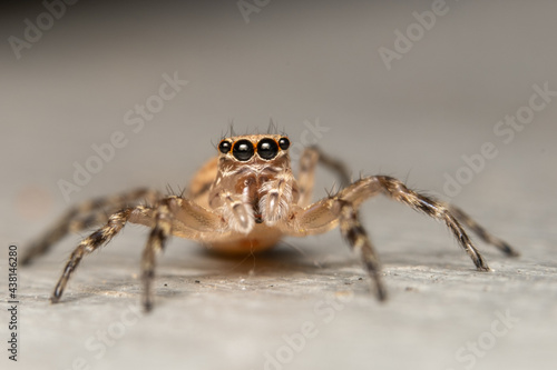 Jumping Spider. (Salticidae)