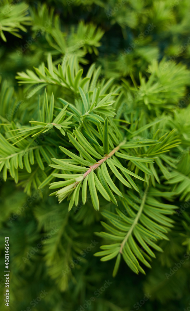 Closeup photo of green needle pine or spruce tree. Fir-needles as natural plants background. Christmas tree concept. High quality vertical photo Closeup photo of green needle pine or spruce tree. Fir-needles as natural plants background. Christmas tree concept. High quality vertical photo