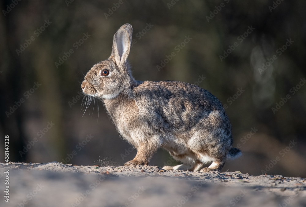 Oryctolagus cuniculus Królik europejski European rabbit - obrazy, fototapety, plakaty 