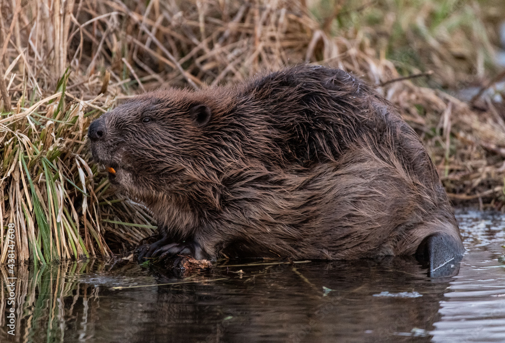 Castor fiber Bóbr europejski Eurasian beaver - obrazy, fototapety, plakaty 