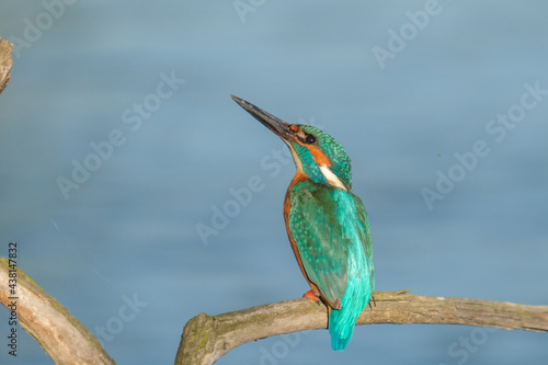 Pescaras albastru - Kingfisher - Alcedo atthis photo