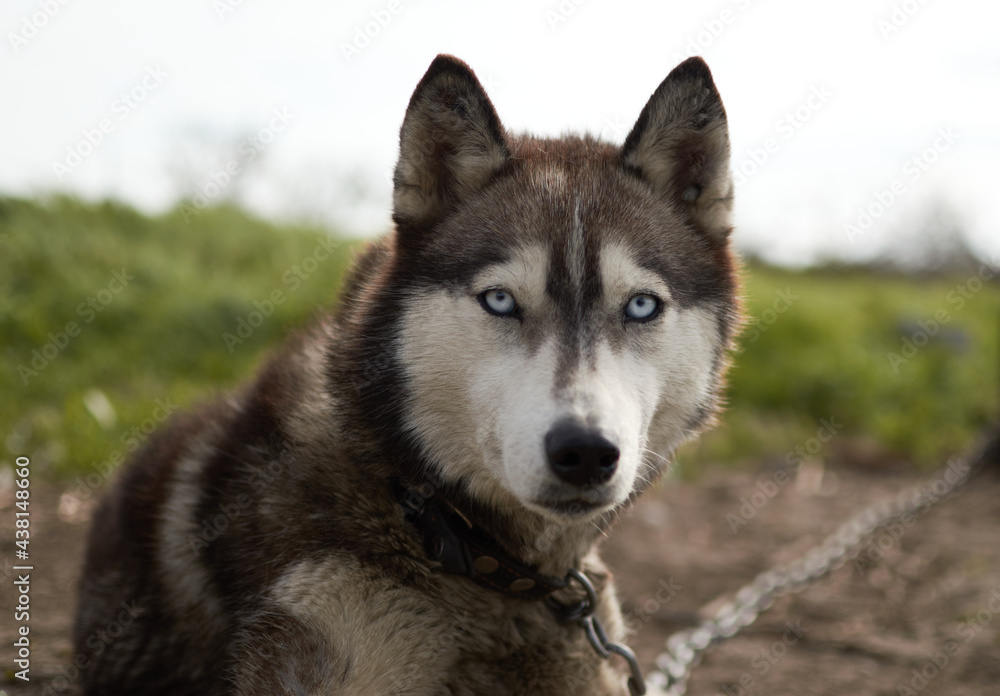 chained Husky Dog On Green Grass. looking in front 