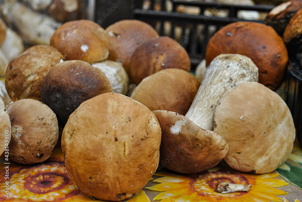 A lot of boletus on the table, close-up view A lot of boletus on the table, close-up view