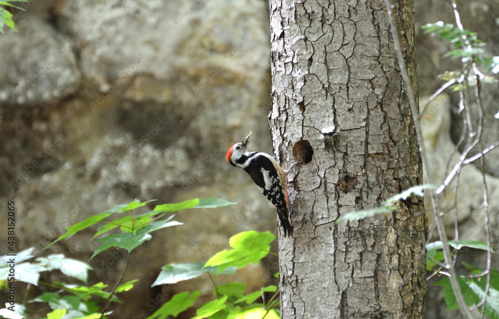 Middle spotted woodpecker by the nest hole at the Mullerthal Trail Luxembourg Middle spotted woodpecker by the nest hole at the Mullerthal Trail Luxembourg