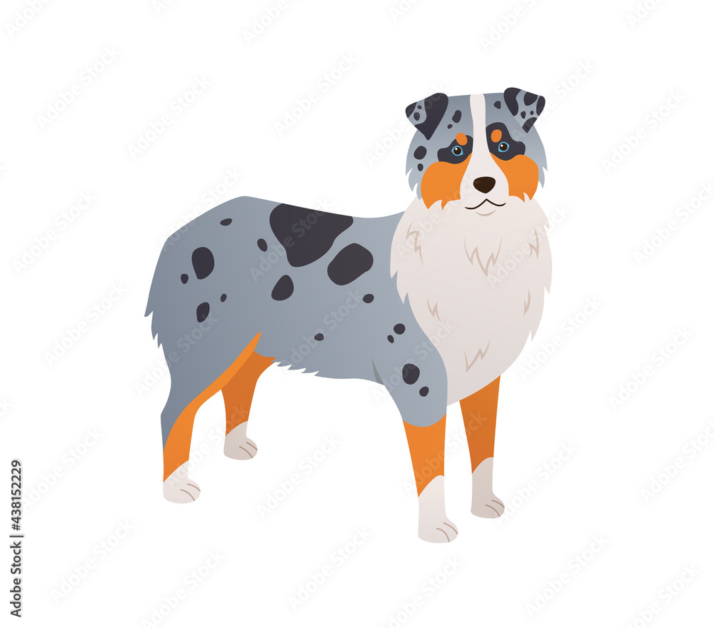 Dog cartoon illustration. Australian Shepherd colored flat vector
