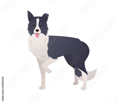 Cute Border Collie dog cartoon character in modern flat style. Standing herding dog with two colored coat on white background. Vector illustration