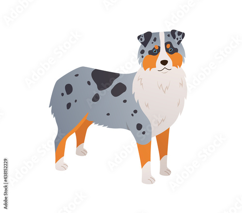 Dog cartoon illustration. Australian Shepherd colored flat vector on white background. Beautiful herding dog with blue eyes and spotted coat