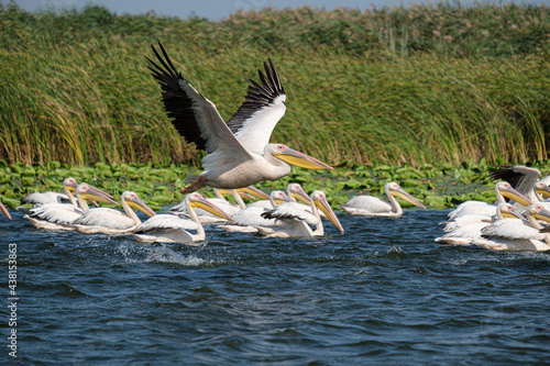 Great white pelicans - Pelicani comuni - Pelecanus onocrotalus photo