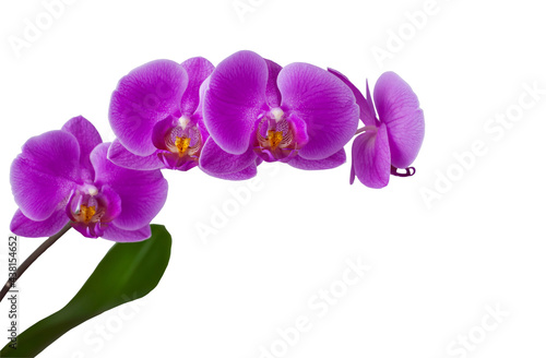 Pink Phalaenopsis orchid isolated on a white background. Close-up.