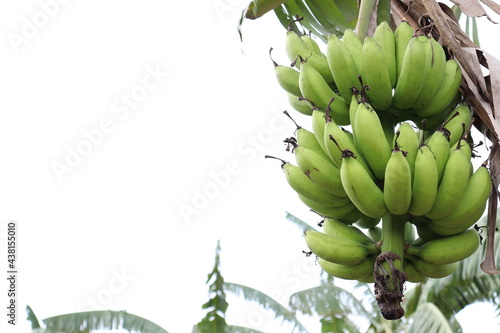 banana bunch on tree in firm