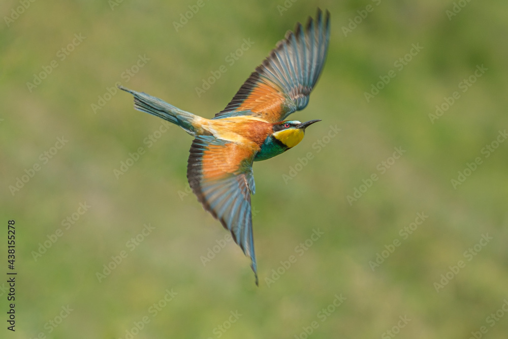 Fototapeta premium Prigorie - Bee-eater - Merops apiaster
