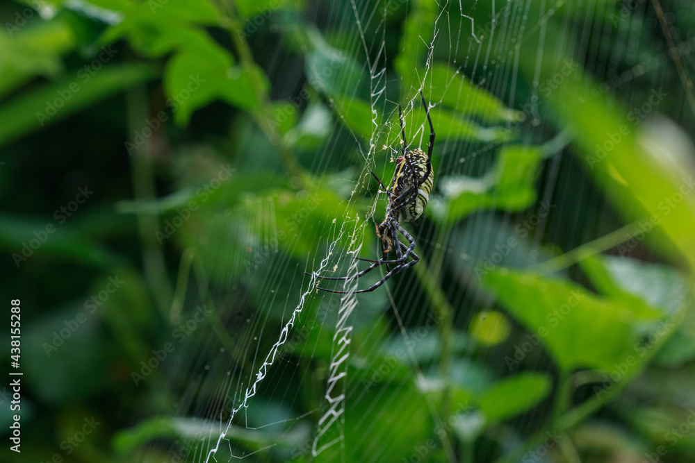 Black spider on the nests or web Black spider on the nests or web