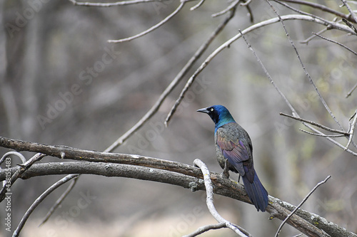 Common Grackle perched on a branch with blurred background