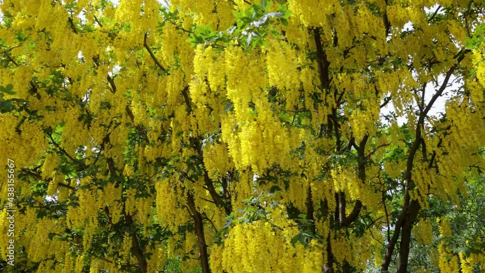 Laburnum × watereri plant, variety Vossi commonly called golden chain tree or golden rain tree, 4k video Laburnum × watereri plant, variety Vossi commonly called golden chain tree or golden rain tree, 4k video