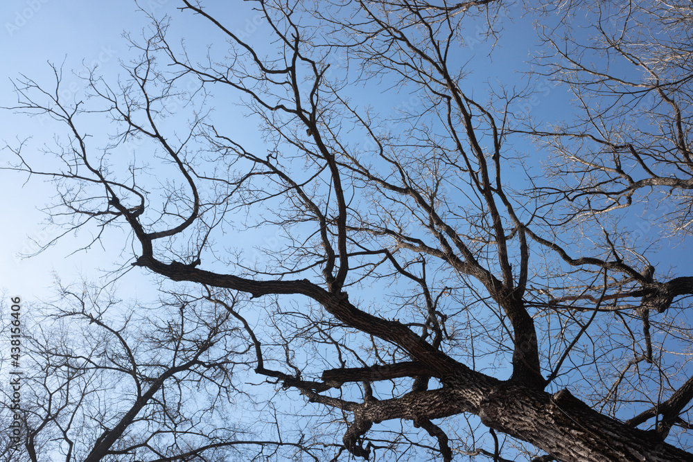 Dry tree branches on blue sky with white clouds