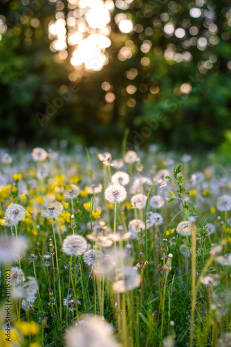 Dandelion in the field in the sunset light