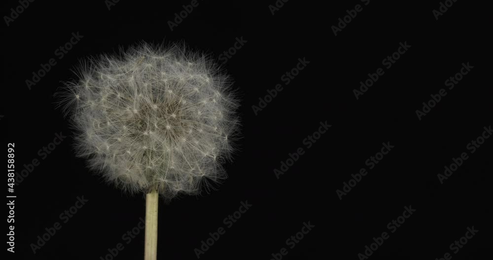 Close-up. Rotation of a white fluffy dandelion on a black background. White sphere, natural beauty Close-up. Rotation of a white fluffy dandelion on a black background. White sphere, natural beauty