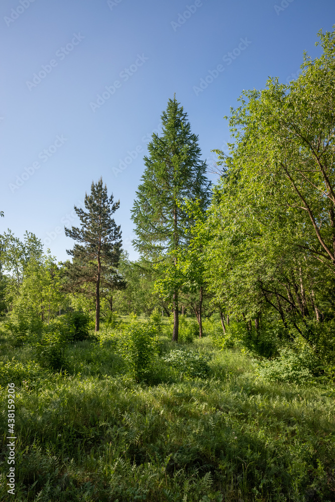 Nature green forest blue sky background landscape Nature green forest blue sky background landscape