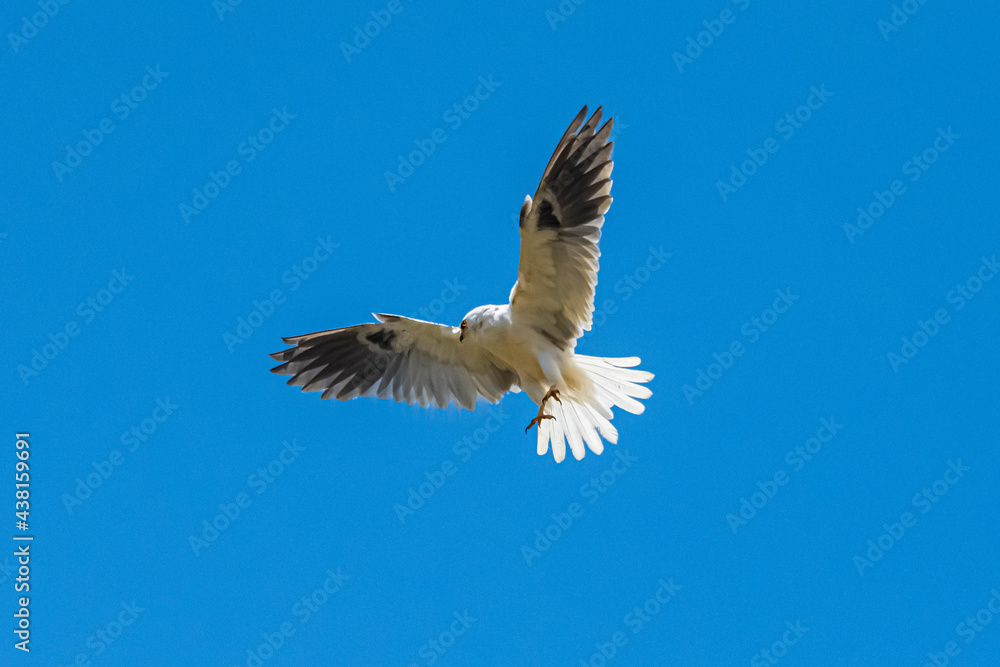 Obraz premium White-tailed Kite (Elanus leucurus) in Flight