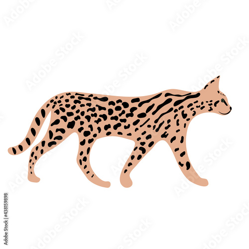 Fototapeta Naklejka Na Ścianę i Meble -  Leopard or cheetah exotic animal.  Cute cartoon character. Vector wild cat  isolated on white background. Perfect for kids app, game, book, print, cards, sticker.