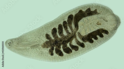 Leech Alboglossiphonia sp. under a microscope, family Glossiphoniidae, order Rhynchobdellida. Sample size 5 mm, Lives in fresh water, feeds on Gastropoda snails photo