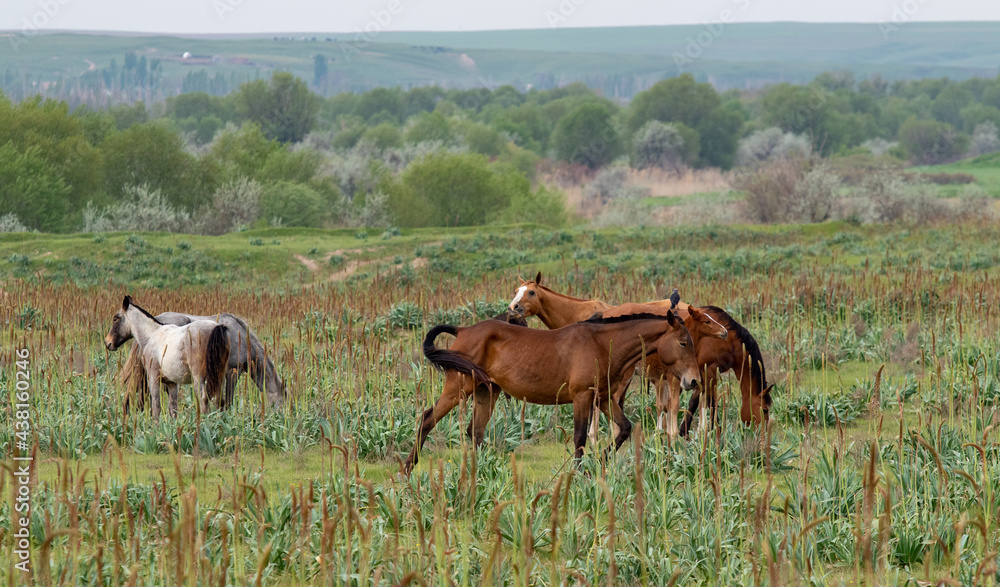 in spring horses graze on a green meadow
