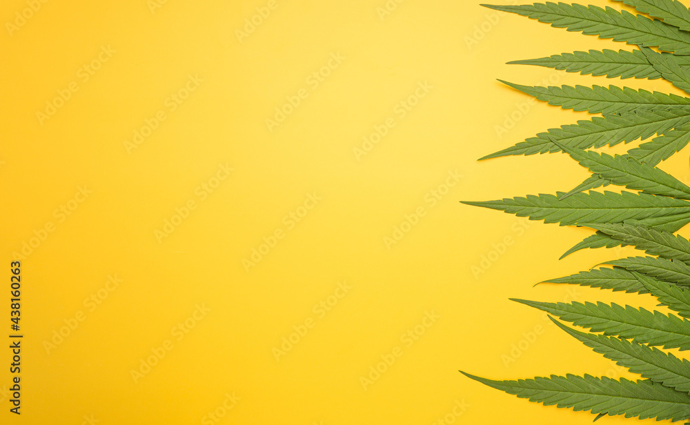Top view of green cannabis leaves isolated on yellow background. Alternative medicine. Growing organic cannabis herb on the farm. Marijuana plantation for medical concept Top view of green cannabis leaves isolated on yellow background. Alternative medicine. Growing organic cannabis herb on the farm. Marijuana plantation for medical concept