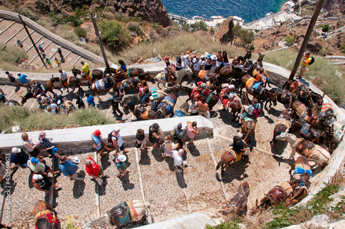Obraz na plátně donkeys, Santorini island, traditional, Greece, TOURIST, village, island, travel