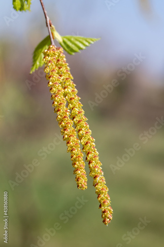 young green shoots of birch catkins on a blurred background