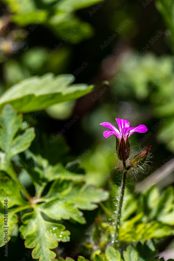 Geranium robertianum growing in the field Geranium robertianum growing in the field