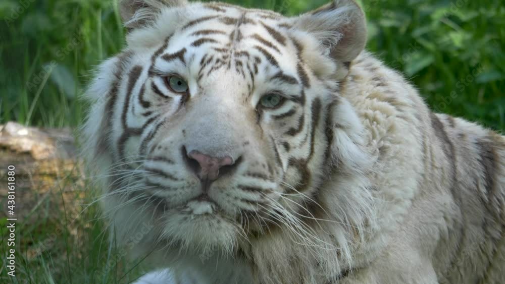 Slow-motion of hungry white Bengal tiger licking his mouth in the grass. - Static close up shot captured in Siberia, Russia Slow-motion of hungry white Bengal tiger licking his mouth in the grass. - Static close up shot captured in Siberia, Russia