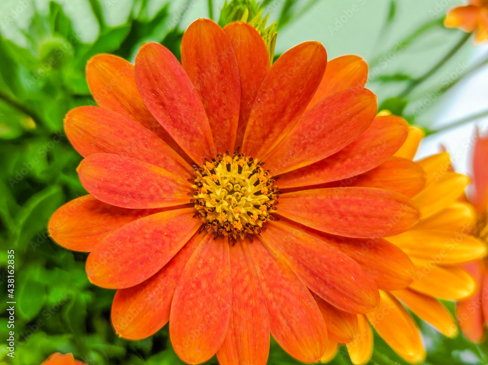 Bornholmer Margerite Bornholmer Margerite