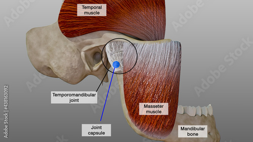 temporomandibular joint. Anatomical scheme of structures related to the temporomandibular joint, 3D illustration