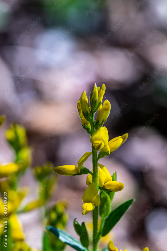 Genista tinctoria bush growing in the forest Genista tinctoria bush growing in the forest