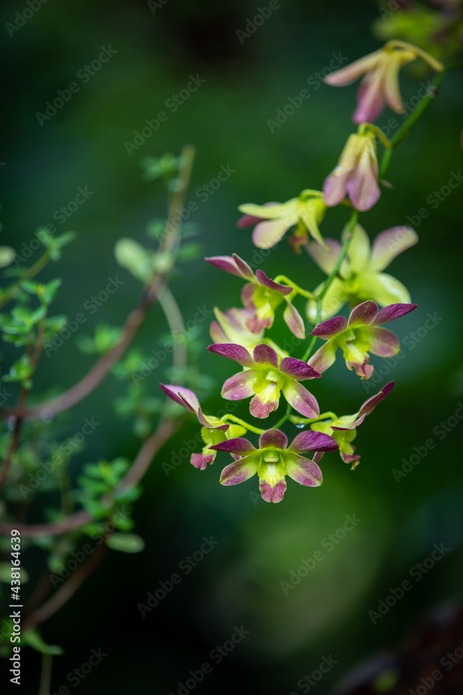 close up of a purple and green orchid flowers close up of a purple and green orchid flowers