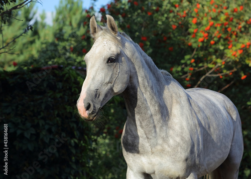 Photos Holsteiner horse portrait in summer background