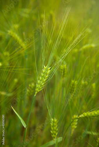 Green wheat cob. Fresh spikelet of wheat close-up. Wheat organic farming. Cereal field. Spring nature. Selective focus. 