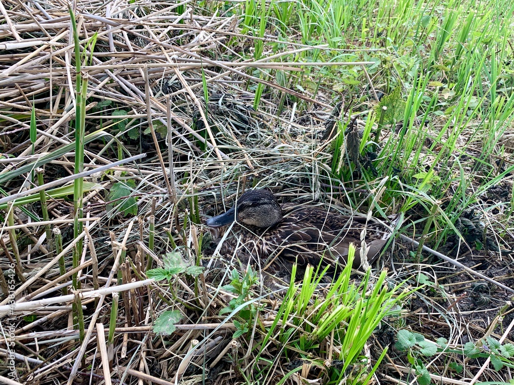Fototapeta premium little duck sitting in the grass
